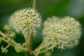 Elk clover Aralia californica, umbel of white-green flowers